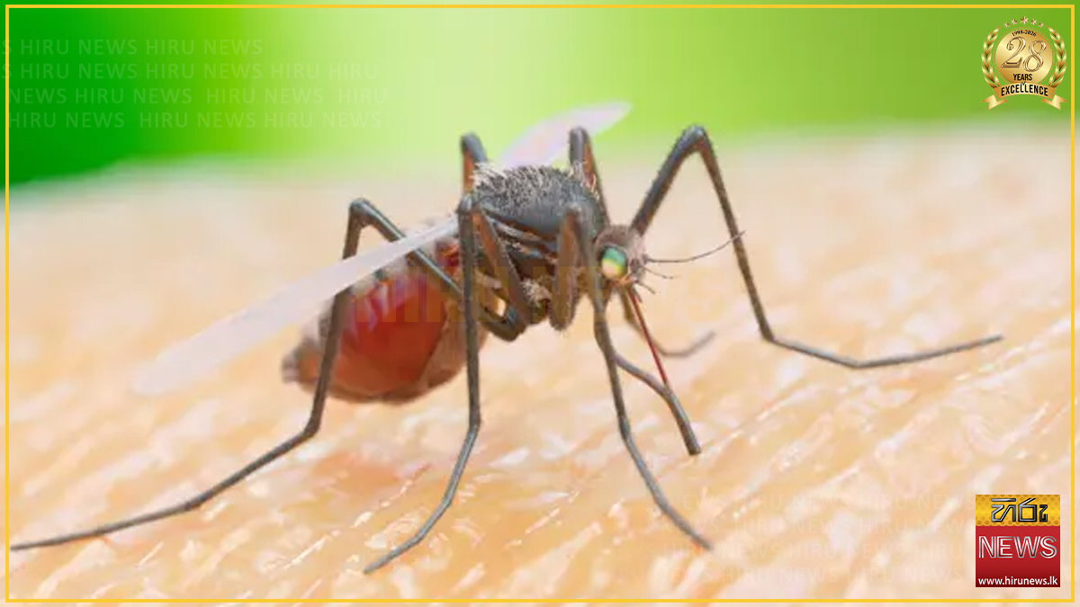 නොවැම්බරයේ ඩෙංගු වැඩි වෙයි ද ?