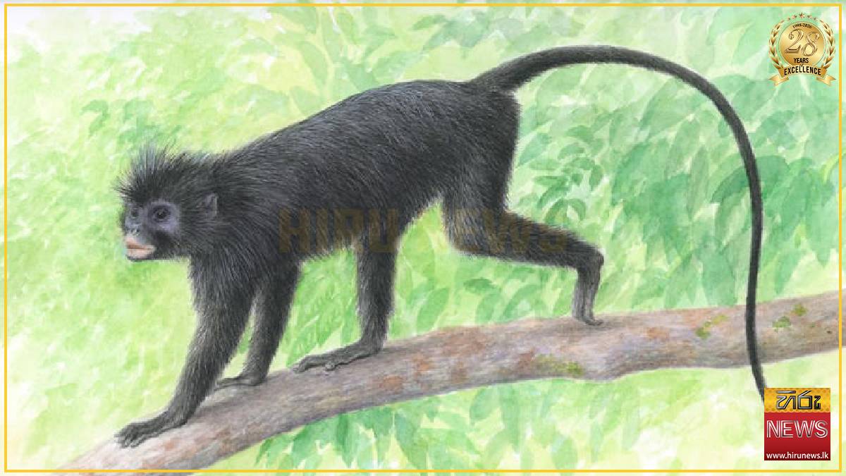  Orange-lipped monkey identified as new species