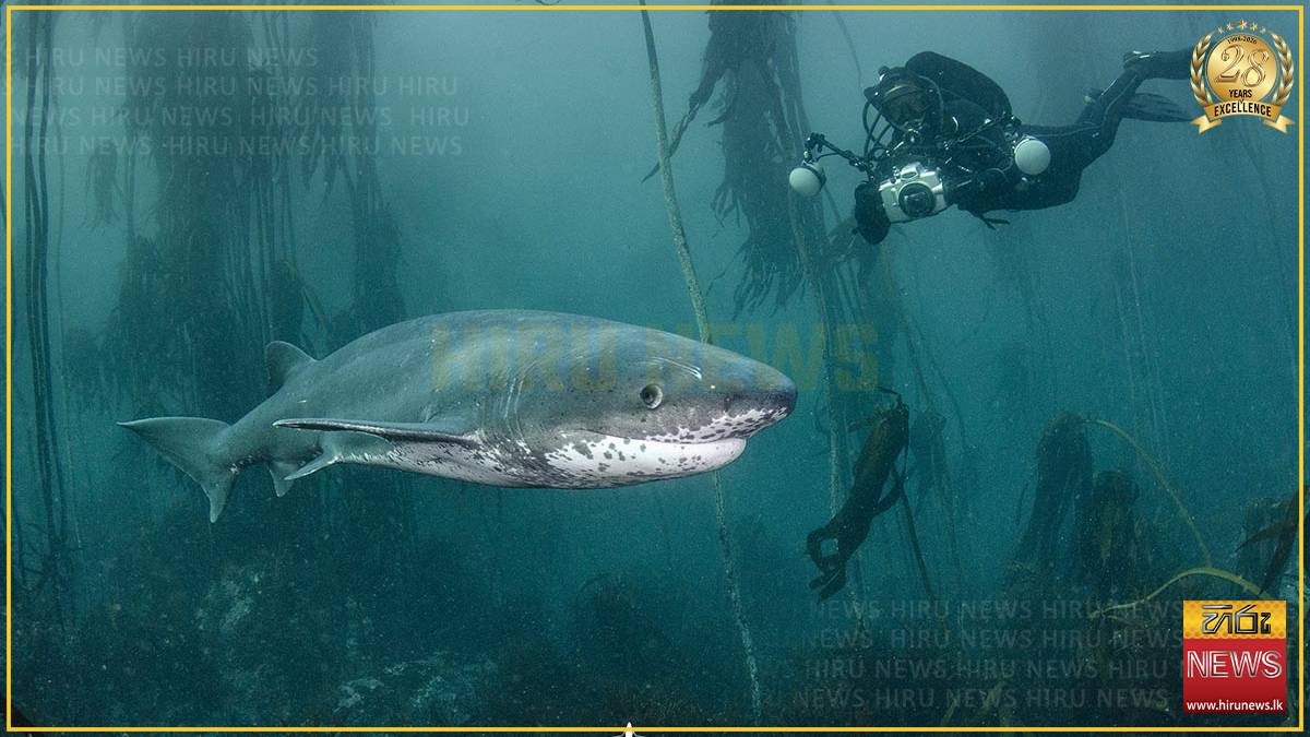 Diver injured in shark attack off Tasmania coast