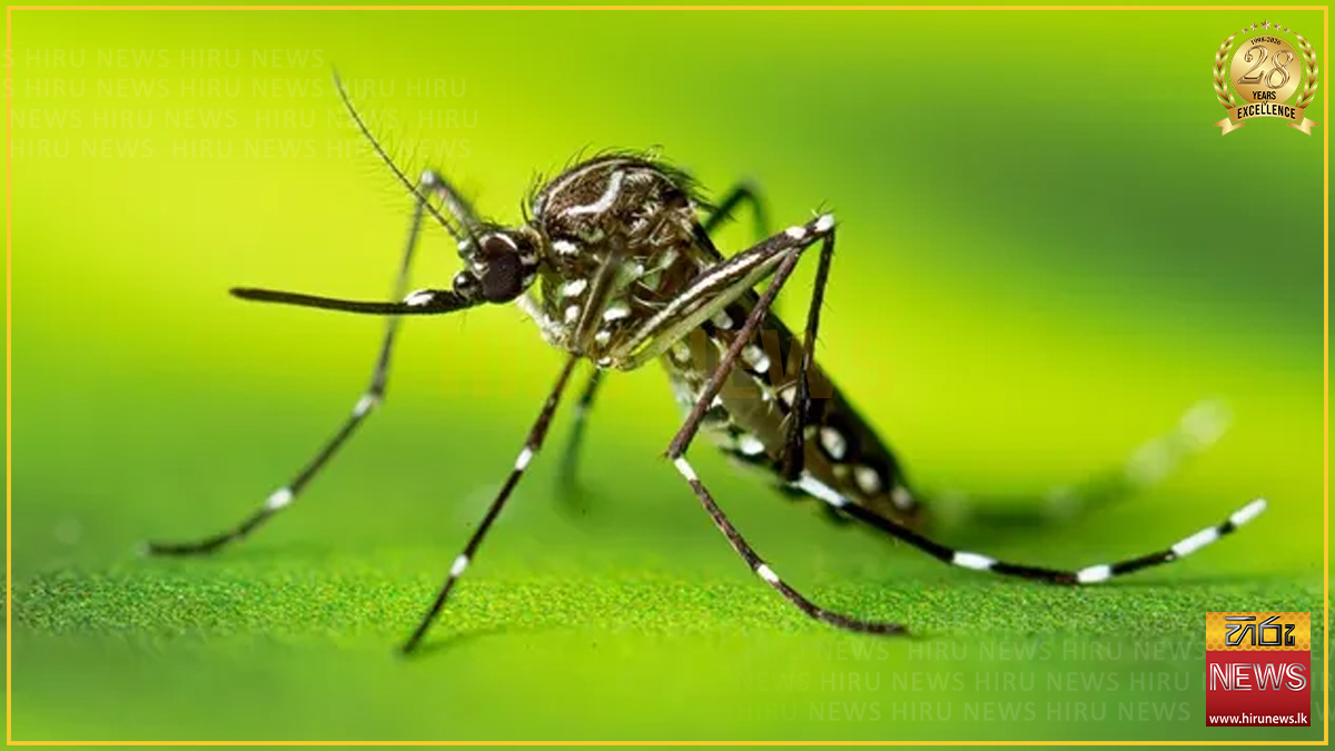 ඩෙංගු මරණ 53 දක්වා ඉහළට: රෝගීන් 74,447ක්