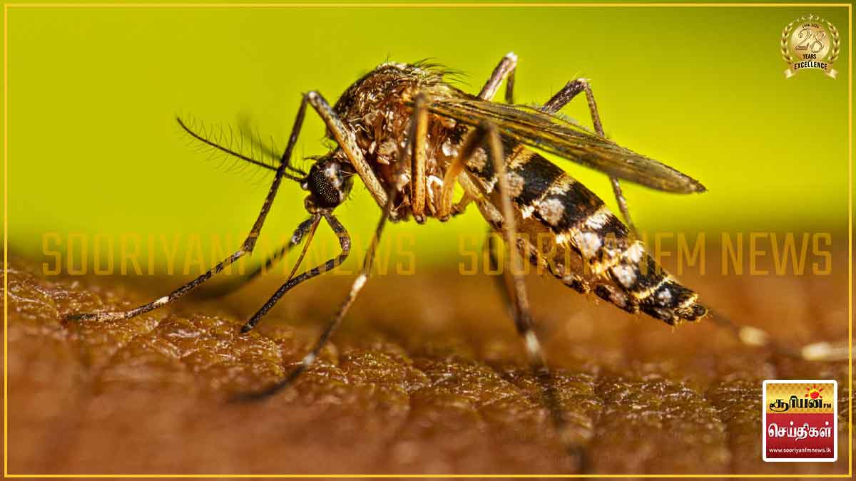 தீவிரமாகும் டெங்குவின் தாக்கம்: இதுவரை 53 பேர் பலி