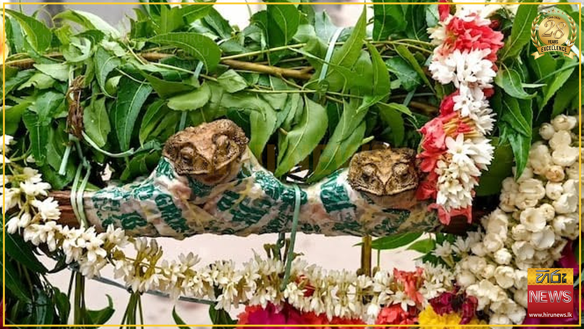 වැසි පතා ඉන්දියාවේ ආන්ද්‍රා ප්‍රදේශ් හි ගම්වාසීන් විසින් පවත්වන ලද ගෙඹි විවාහය