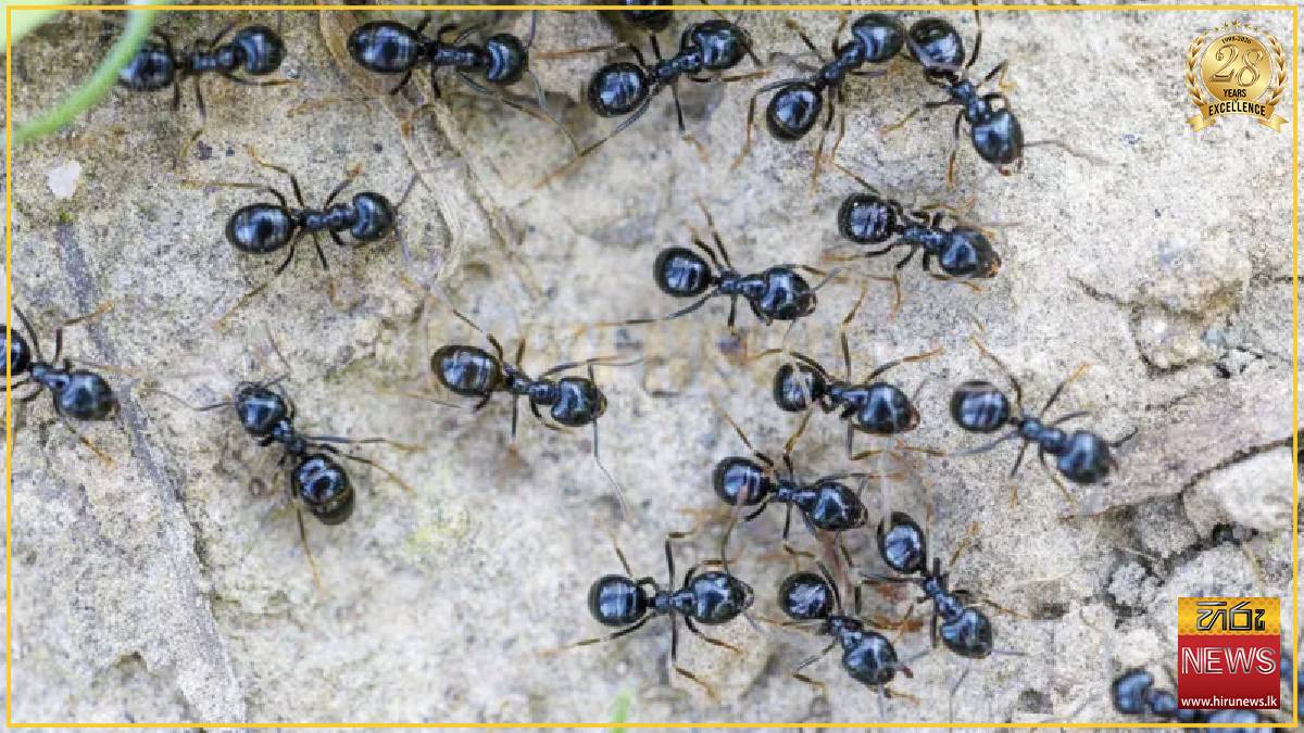 Michelin-starred restaurateur faces jail for using ants as dessert garnish