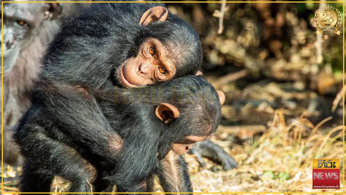 Great Apes kiss and cuddle to keep the peace, says study