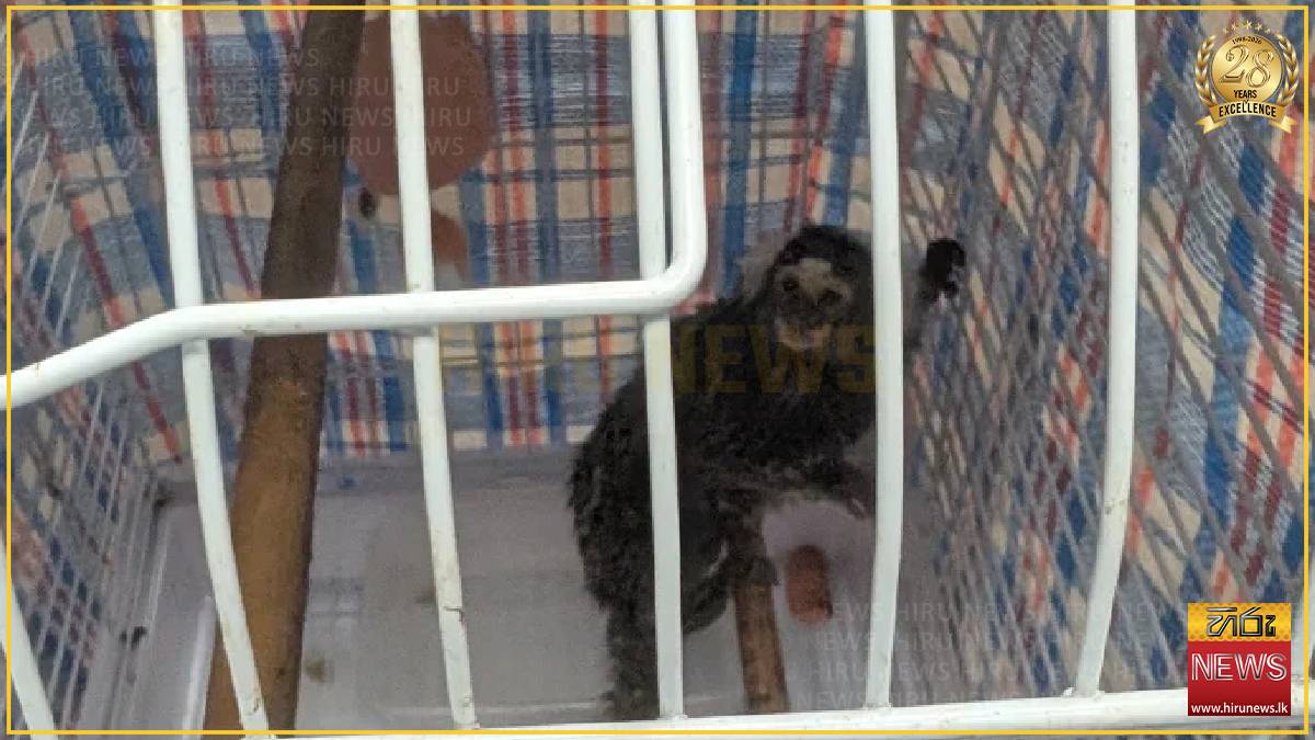 Monkey discovered on London bus sparks renewed abandonment fears