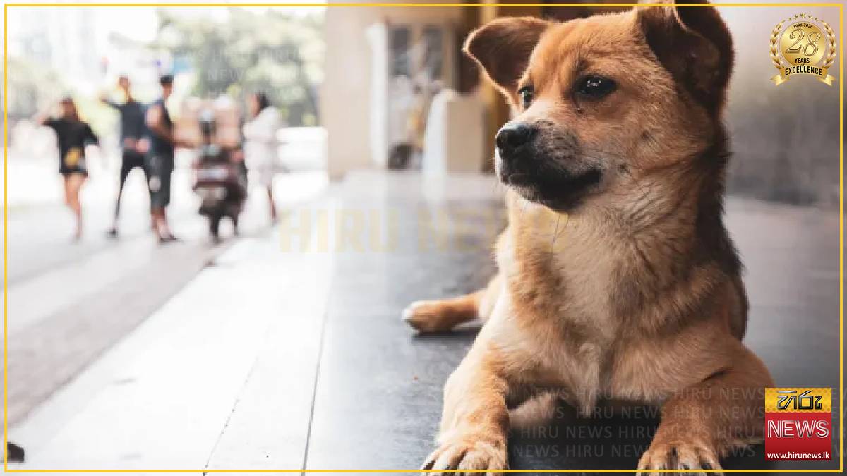 Blocked by censors Chinese animal lovers take fight against abuse offline and overseas