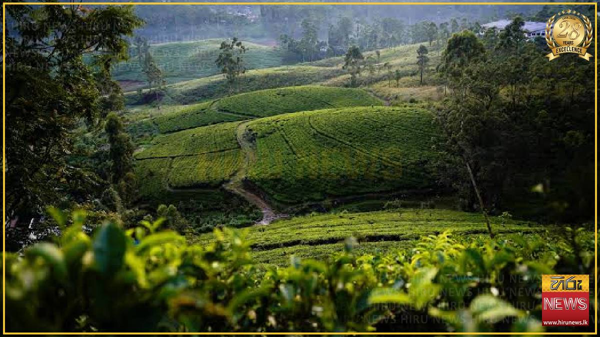 June tea exports decline amid stronger earnings