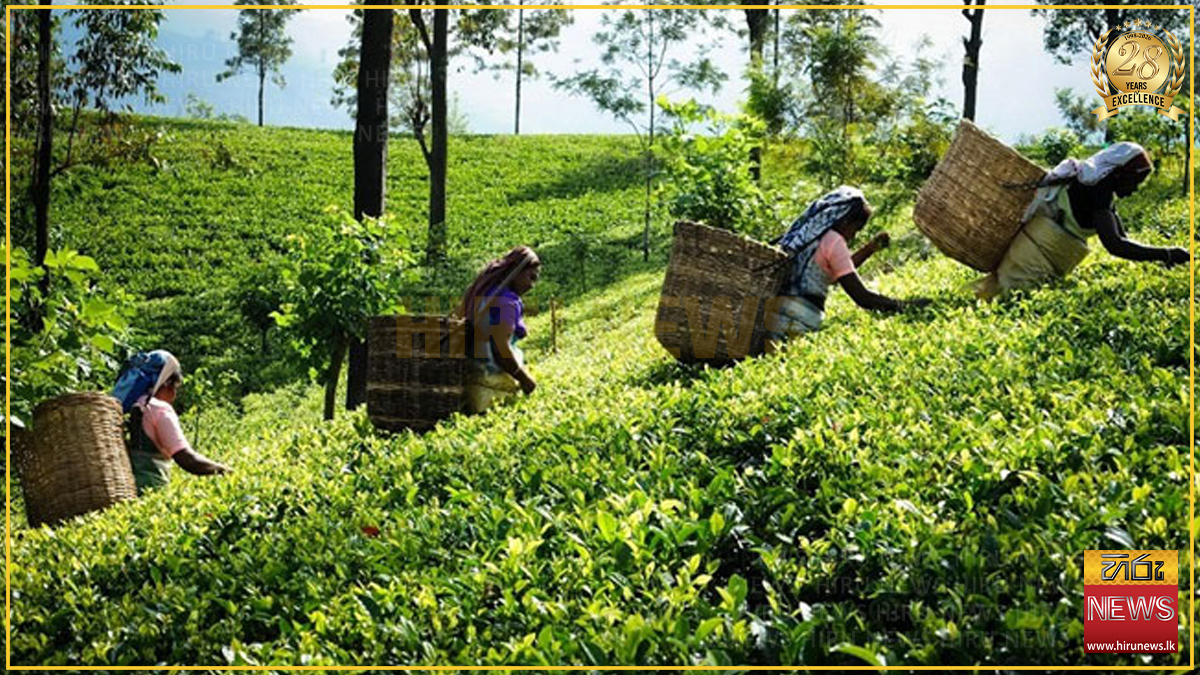 ජූනි මාසයේ තේ අපනයනය පහත බසී