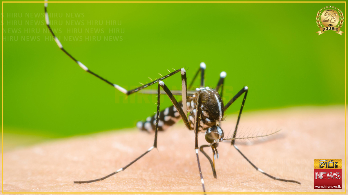 ඩෙංගු රෝගීන් 80,000 පනී: මරණ 59 දක්වා ඉහළට