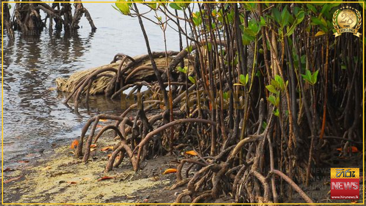 පුත්තලමේ කඩොලාන පද්ධති 08ක් අලුතින් රක්ෂිත කෙරේ
