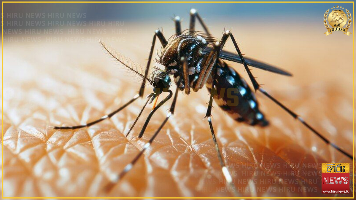 ඩෙංගු මරණ 61 දක්වා ඉහළට: සමස්ත රෝගීන් 80,000 පනී