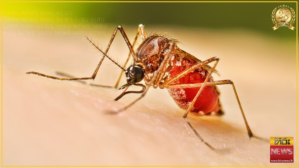 ඩෙංගු රෝගීන් 81,000 පනී