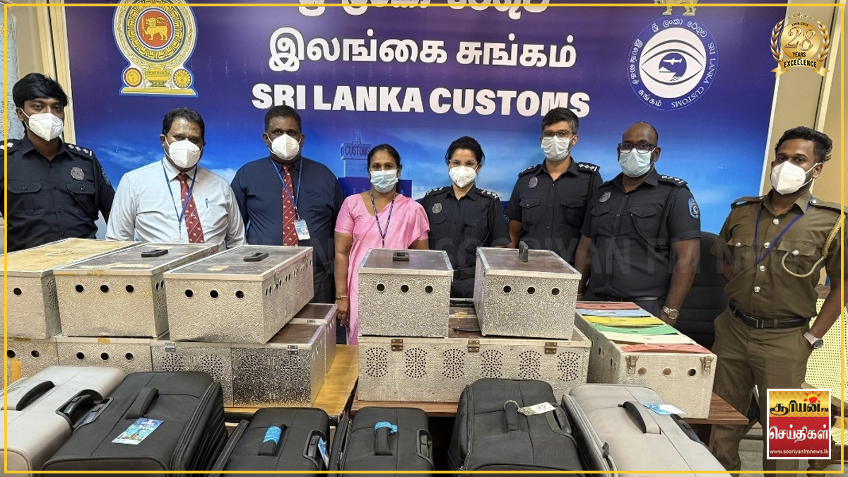 64 வெளிநாட்டுப் புறாக்கள் கடத்தல் - கட்டுநாயக்க வானூர்தி நிலையத்தில் இருவர் கைது!