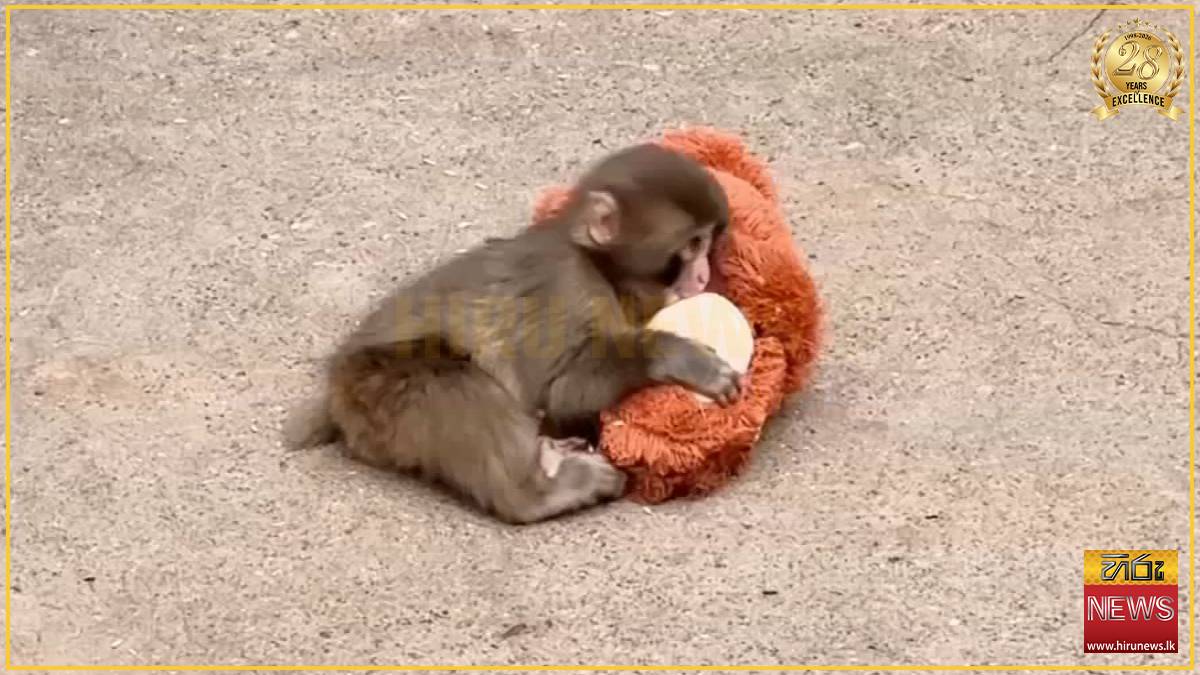 Japan’s famous plushie-hugging monkey turns one