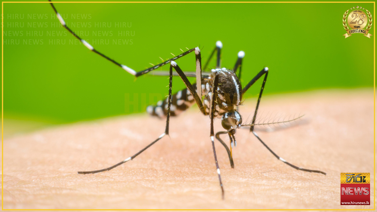 ඩෙංගු රෝගීන් 82,000 ඉක්මවයි