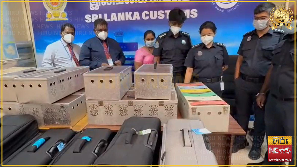 නීතිවිරෝධී ලෙස මෙරටට රැගෙන ආ විදේශීය පරවියන් 64ක් සමඟ වෙළෙඳුන් දෙදෙනෙක් කටුනායකදී දැලේ