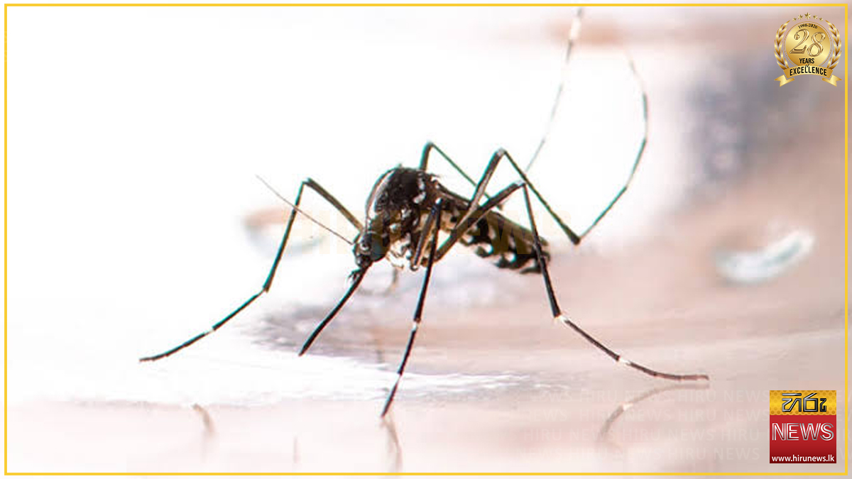 ඩෙංගු මරණ 61යි - 47ක්ම කාන්තාවන්