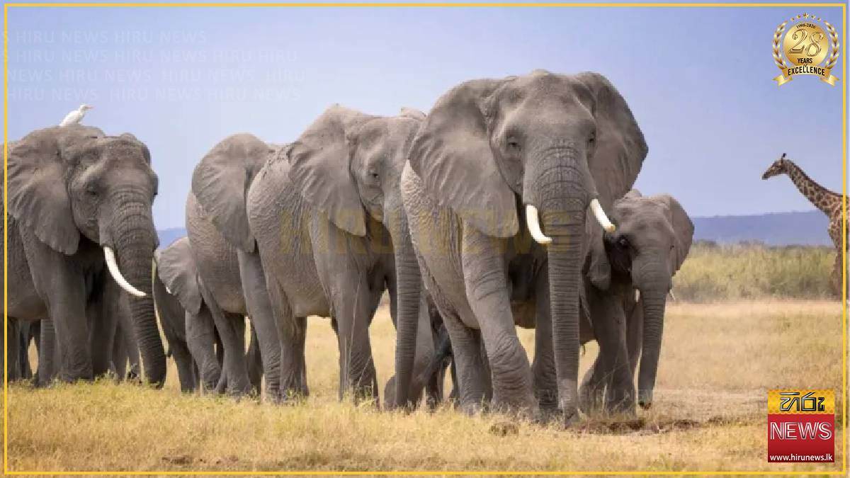 Mysterious deaths of 14 elephants in Kenya prompts urgent inquiry