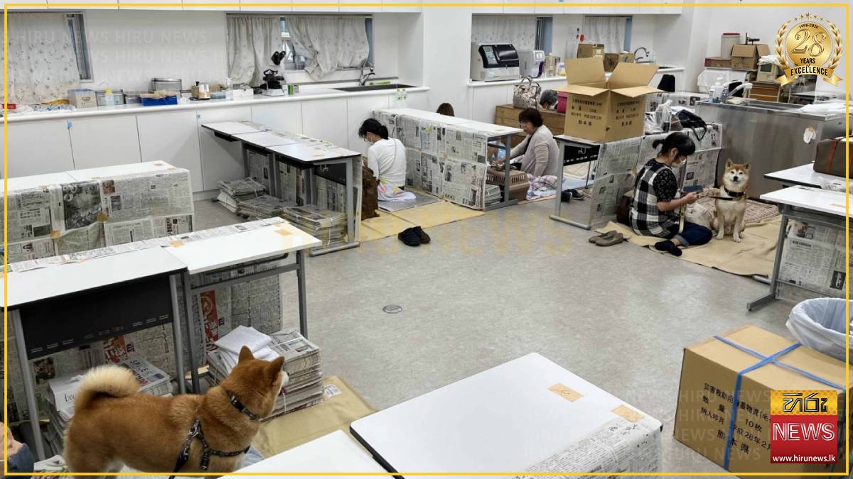 Kumamoto rallies to reunite lost pets and provide refuge for animals