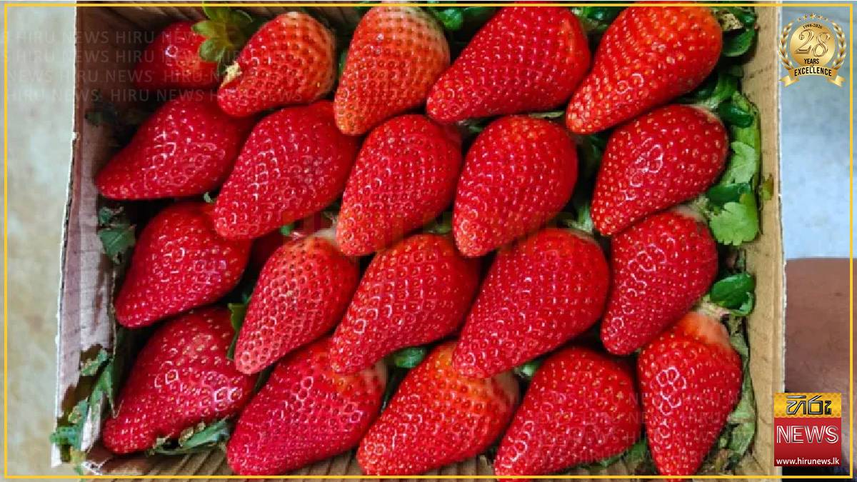India wants to join the strawberry superpowers