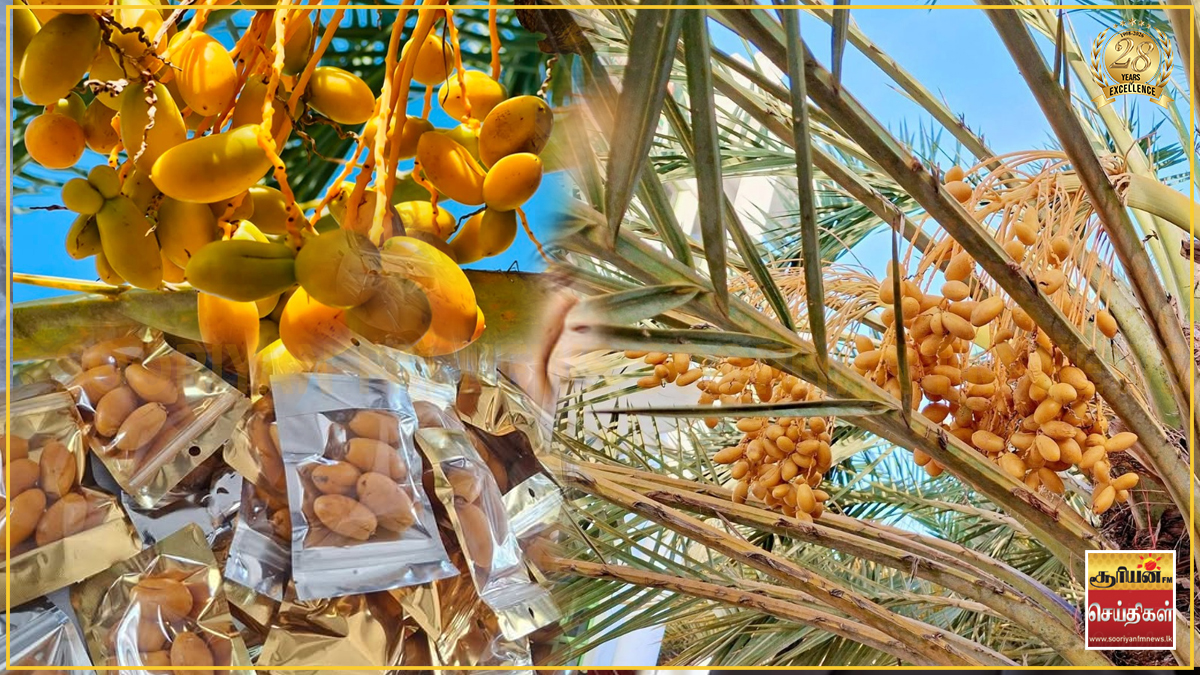 ஒலுவில் பெரிய ஜும்ஆ பள்ளிவாசலில் பேரீச்சம்பழ அறுவடை: ஊர் மக்கள் நெகிழ்ச்சி!