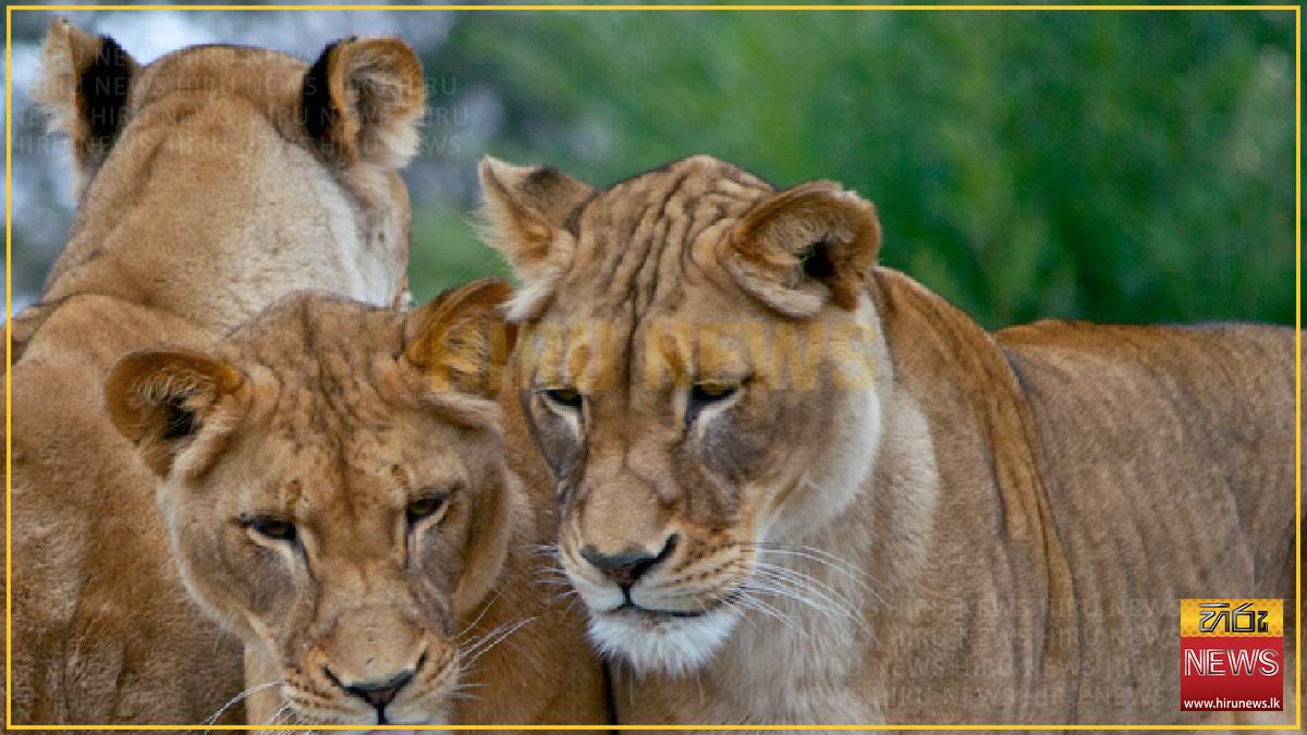Three lions die of suspected heatstroke at Tokyo zoo