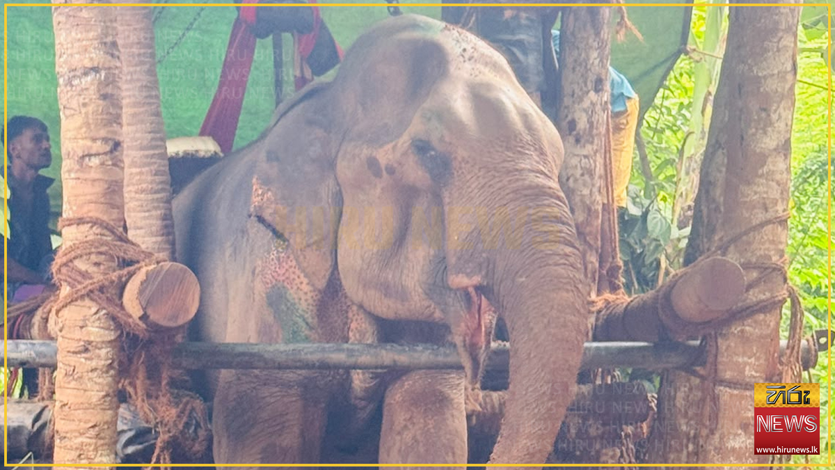 රිය අනතුරකට ලක්වූ රන්දෙණියේ බණ්ඩාර හස්තියා මියයයි