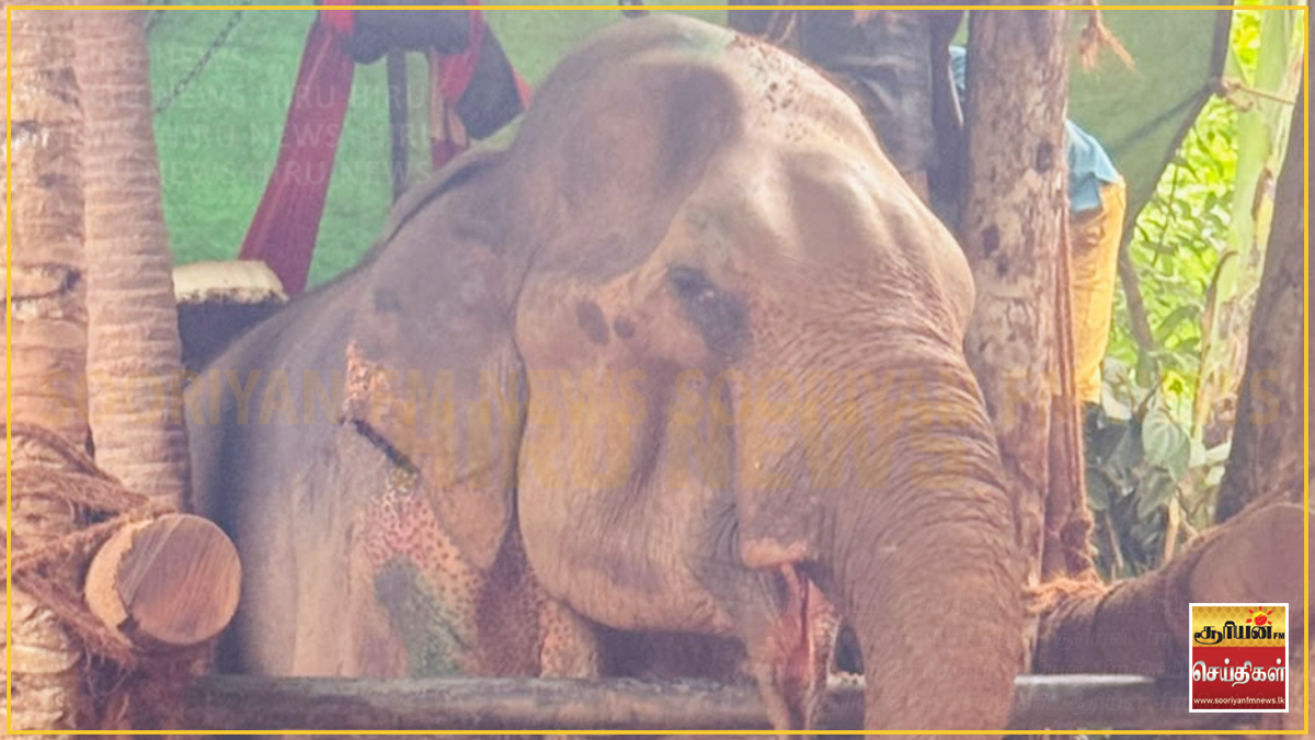 மெல்சிரிபுர வீதி விபத்தில் படுகாயமடைந்த 'ரந்தெனியா பண்டார' யானை உயிரிழப்பு!