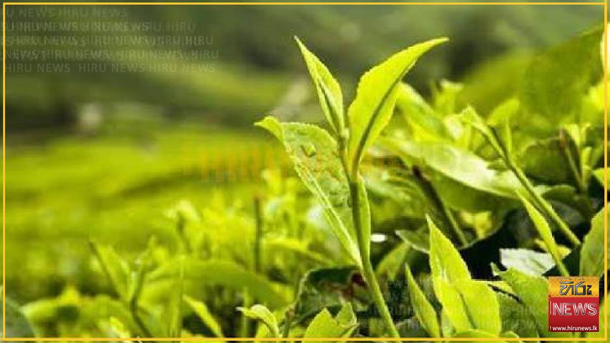 Sri Lanka tea prices rise in July