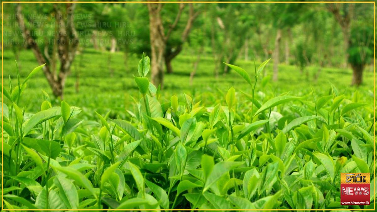 Low Grown sector drives July tea market gains