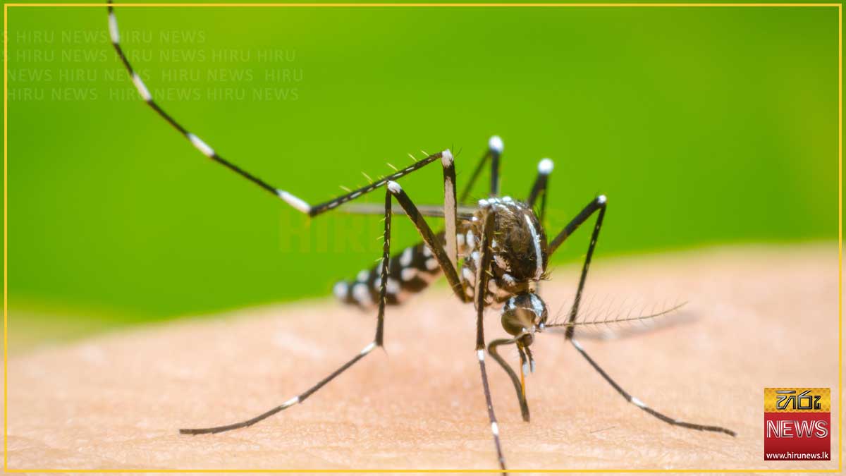 ඩෙංගු මරණ 63 දක්වා ඉහළට
