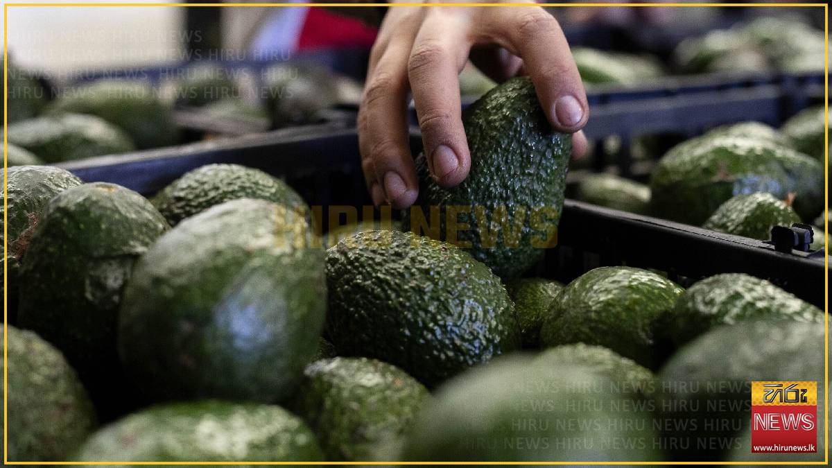US suspends avocado inspections in Mexican state of Michoacan due to threat