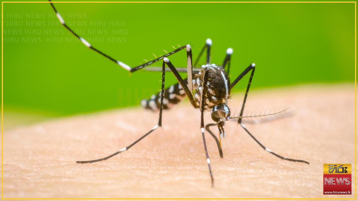ඩෙංගු රෝගීන් 89,000 ඉක්මවයි