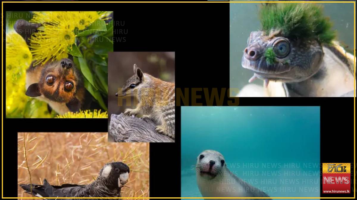 Australia is the planet's extinction hotspot, but one animal offers a glimmer of hope