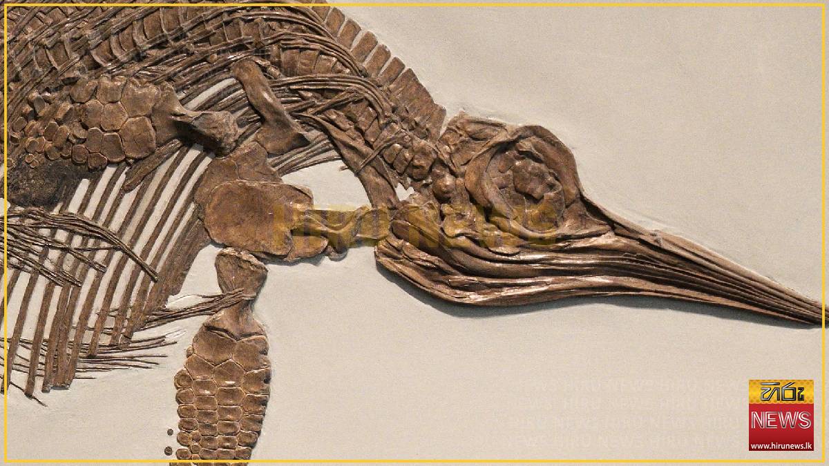 One of UK’s best fossil collections sold overseas in ‘loss to the nation’