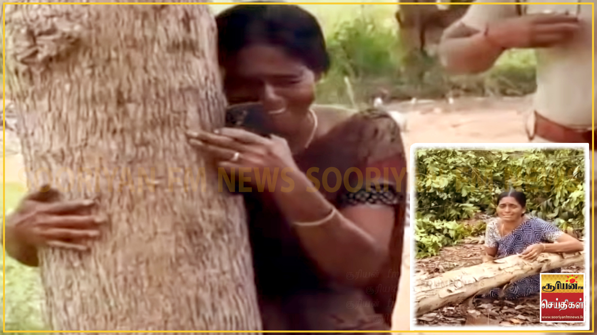 கண்முன்னே வெட்டப்பட்ட மரங்களை கட்டியணைத்து கதறியழும் பெண் விவசாயி!