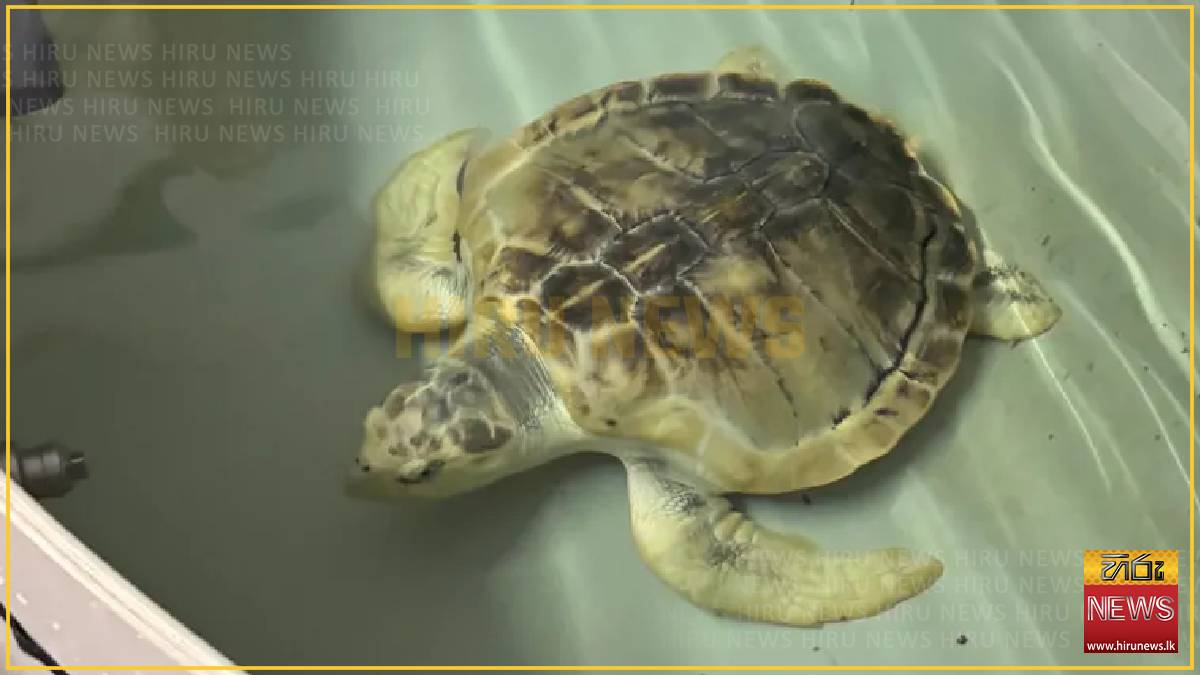 Rare turtle begins 5,000-mile journey back home