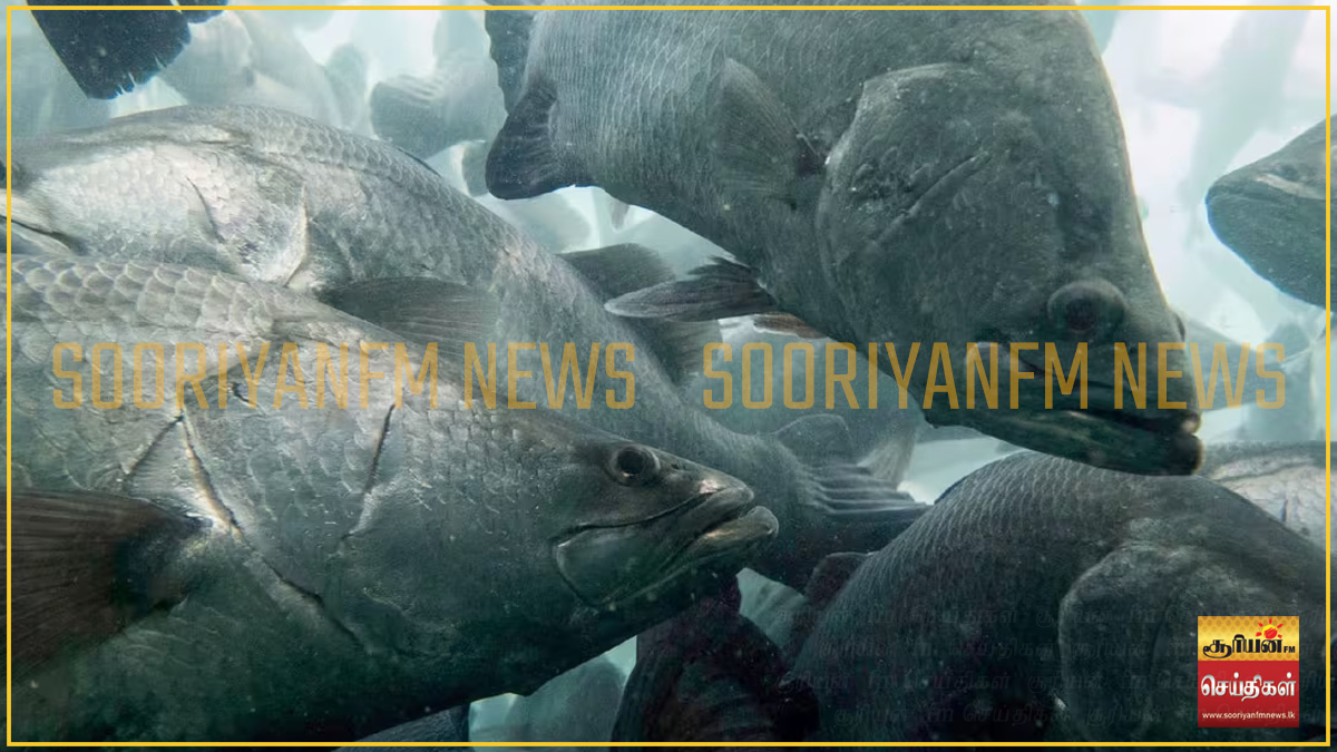 ஆணாகப் பிறந்து பெண்ணாக மாறும் அதிசய மீன் : வியக்க வைக்கும் தகவல்