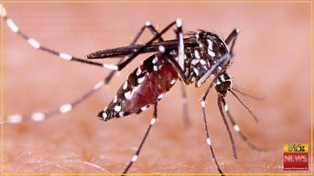 අගෝස්තු මාසයේ ගෙවුණු දින 9ට ඩෙංගු රෝගීන් 4292ක්