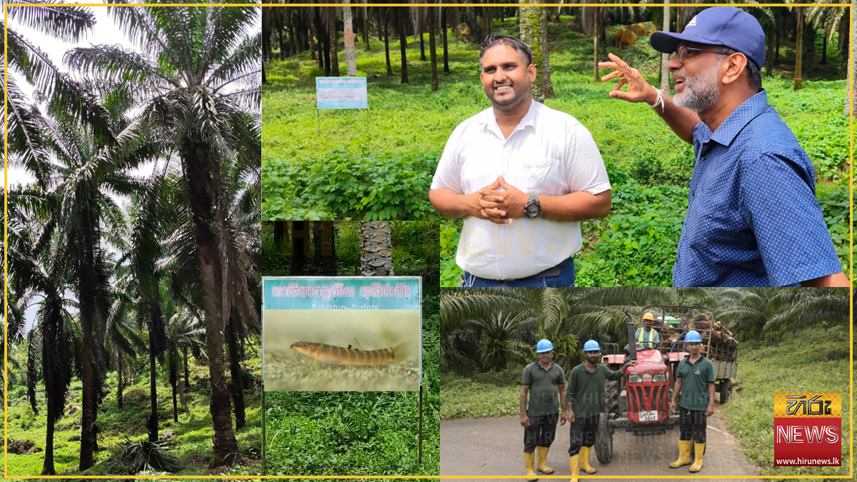 POIA calls for facts over myths on oil palm cultivation, environment