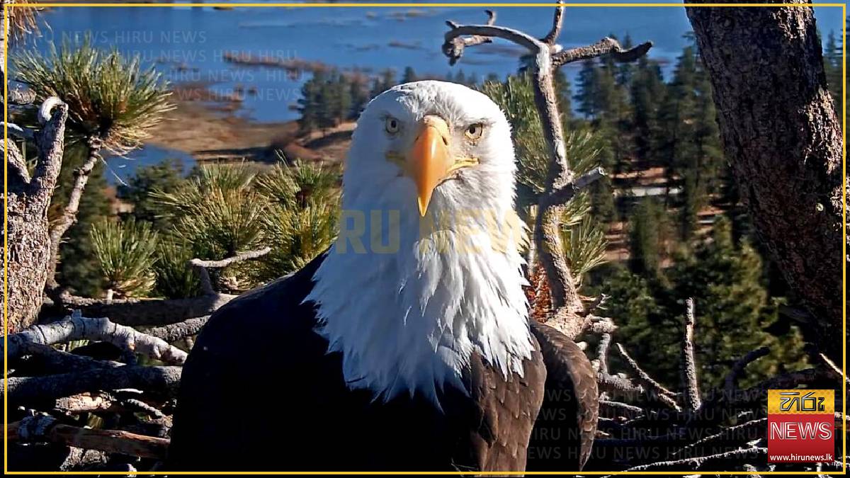 Jackie, the famous California bald eagle, dies after weeks of ICU
