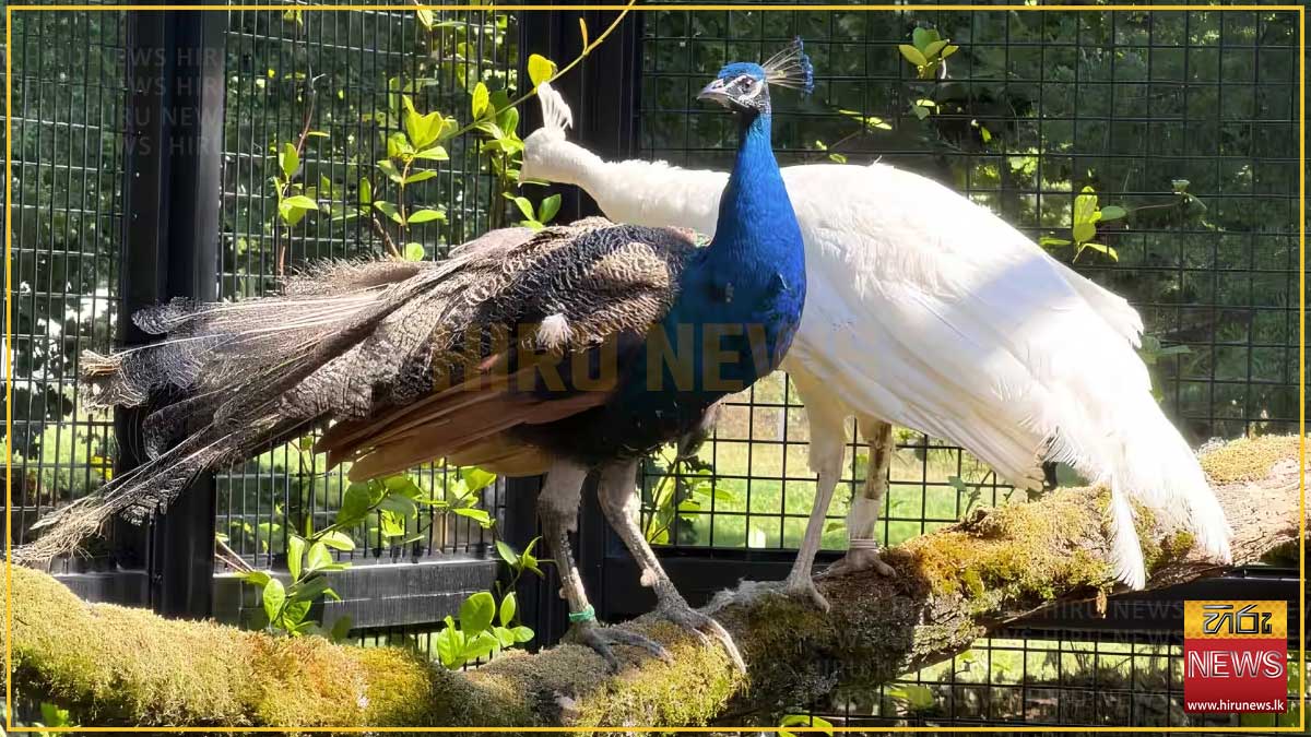 ජිනීවා එක්සත් ජාතීන්ගේ මූලස්ථානයට ඉන්දියාවෙන් සංස්කෘතික තිළිණයක්