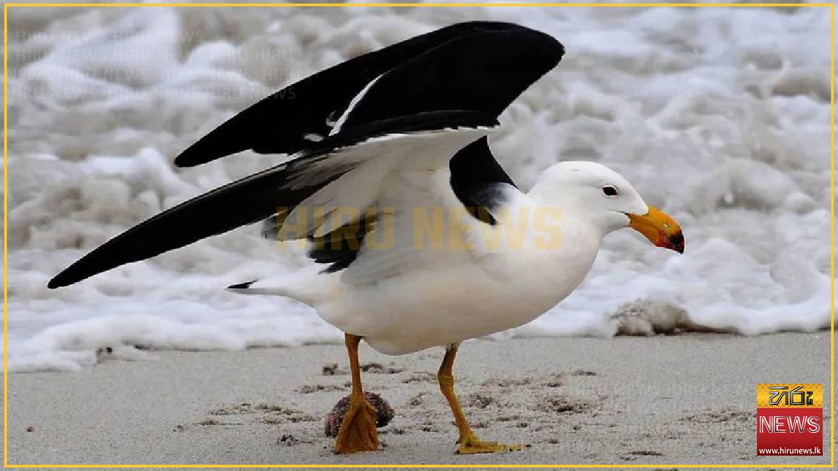 Australia to roll out bird flu vaccines for most vulnerable native birds