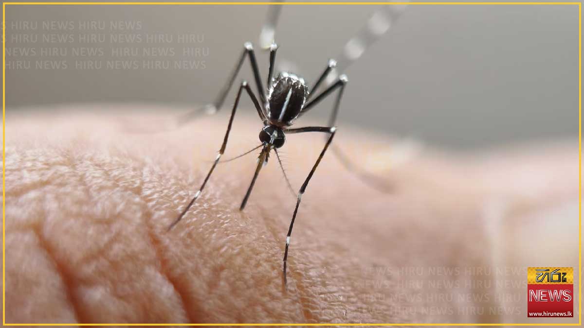 ඩෙංගු රෝගීන් 90,000 ඉක්මවයි: මරණ 65ක් දක්වා ඉහළට