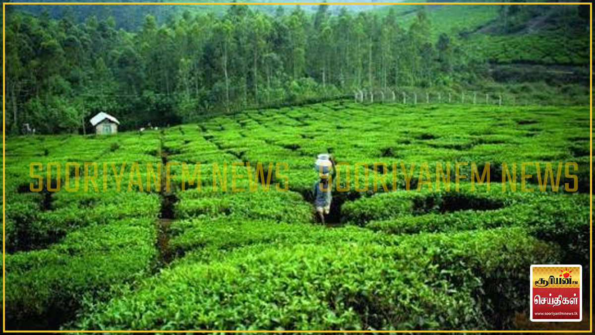 முதலீட்டாளர்கள் மற்றும் தொழில் முயற்சியாளர்களுக்கும் அரச காணிகள் குத்தகைக்கு - அமைச்சரவை அனுமதி