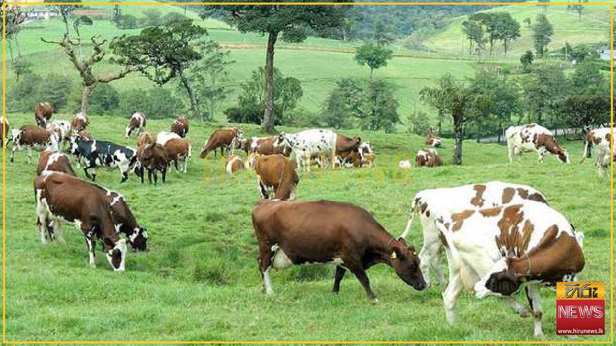 Sri Lanka’s dairy sector embraces tech to weather future climate shocks