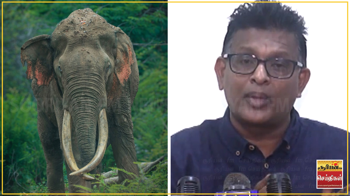 “நாட்டின் மிகப்பெரிய தந்தமுடைய யானையை காணவில்லை: யானைகள் அழிந்தால் சுற்றாடல் சமநிலை சீர்குலையும்” 