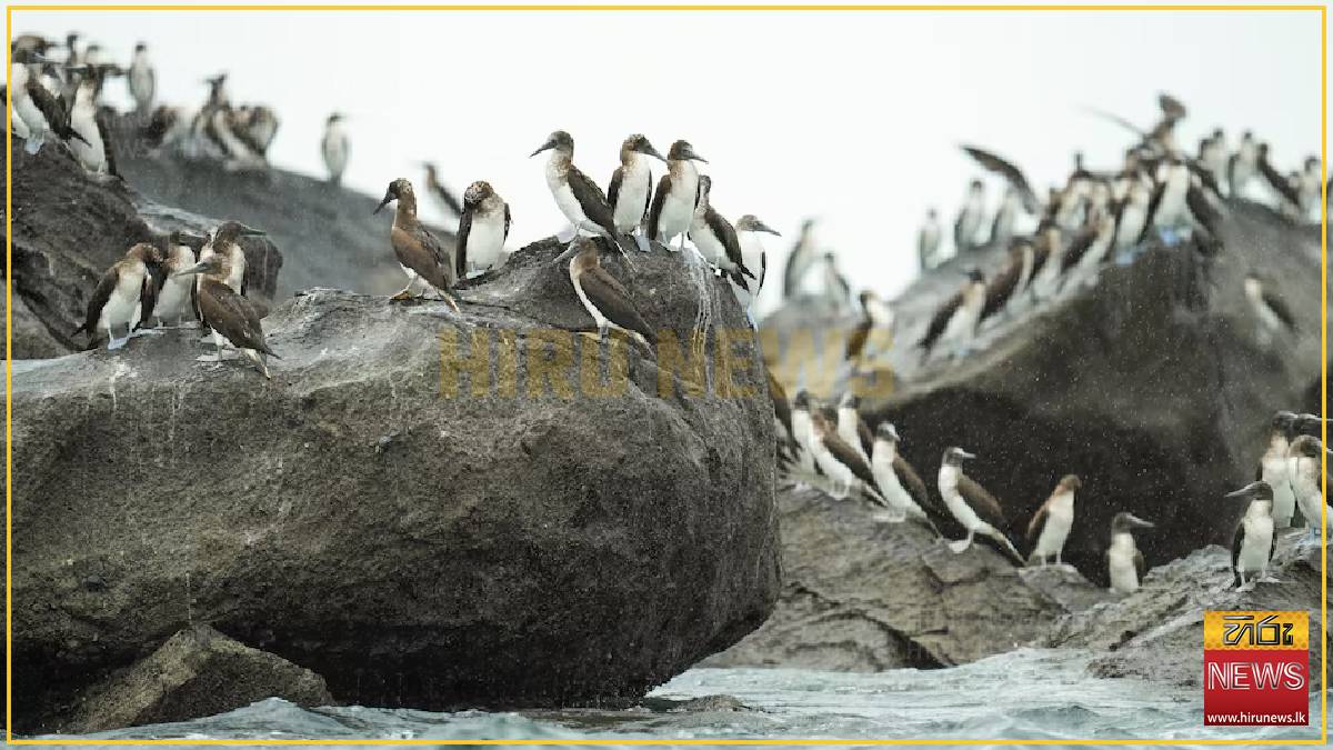 Displaced by El Niño, South American seabirds flock to Panama