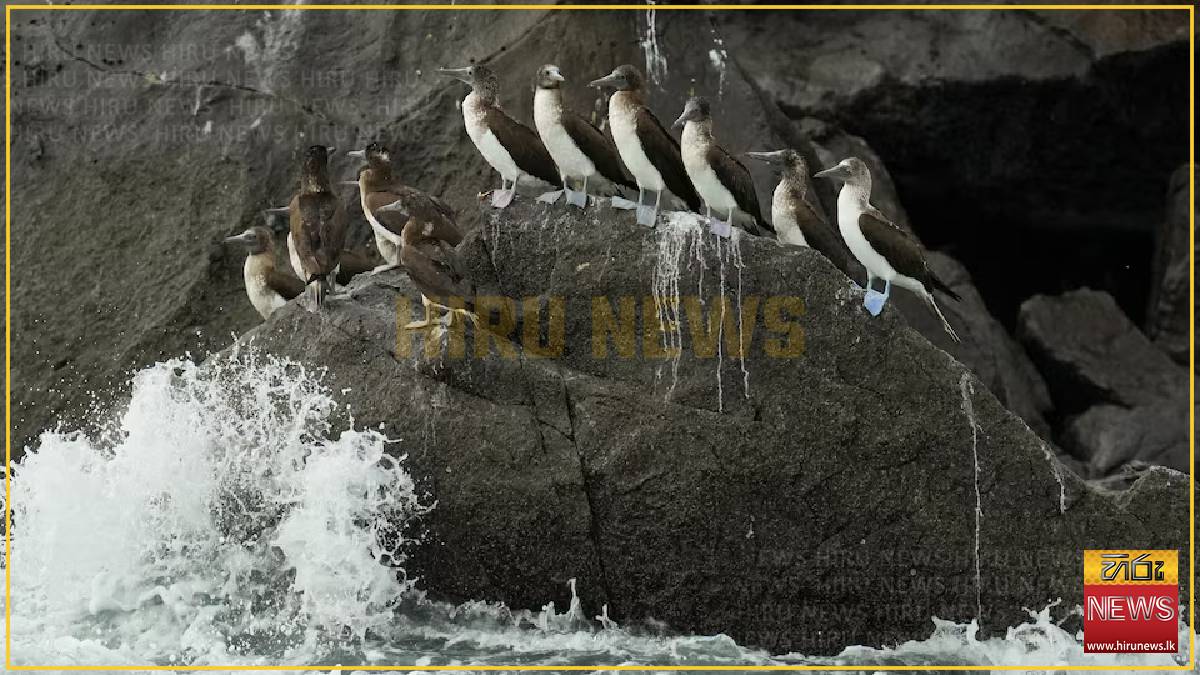 South American seabirds seek food in Panama amid El Niño