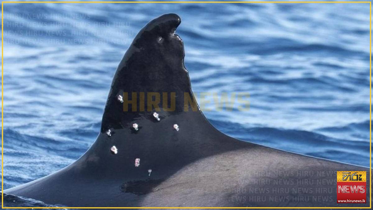 Endangered ‘grandmother’ orca found with suspected gunshot wounds